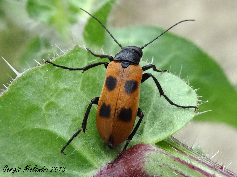 Meloidae da id.: Euzonitis quadrimaculata